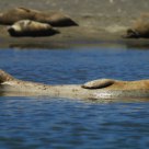 Nap on Water